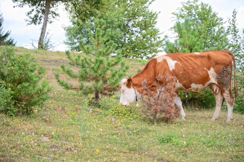 Krava (Foto: Ivan Katalinić / Antena Zadar)