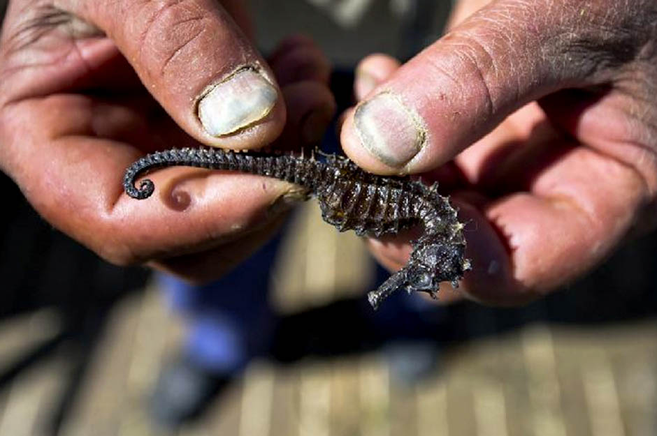 Morski konjic - Stipe Surać