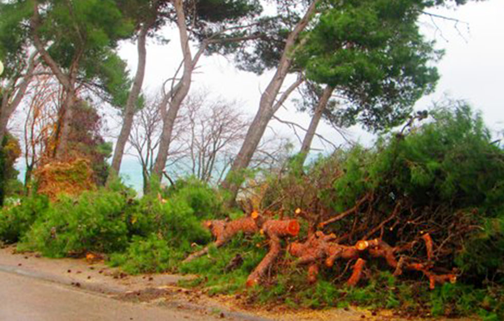 Isčupana stabla na Kolovarama (Foto Radio Zadar)