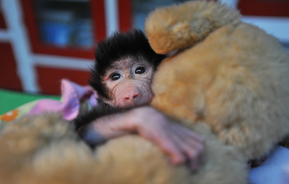 Majmunčić s plišanim medom