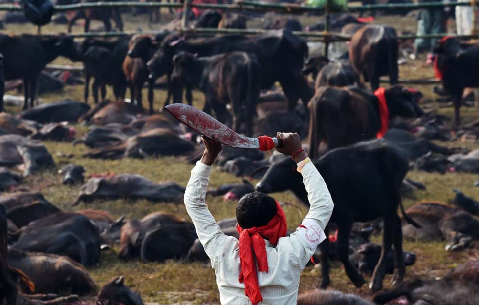Ubijanje životinja u Nepalu