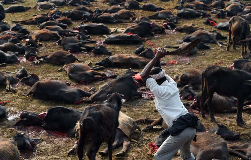 Ubijanje životinja u Nepalu