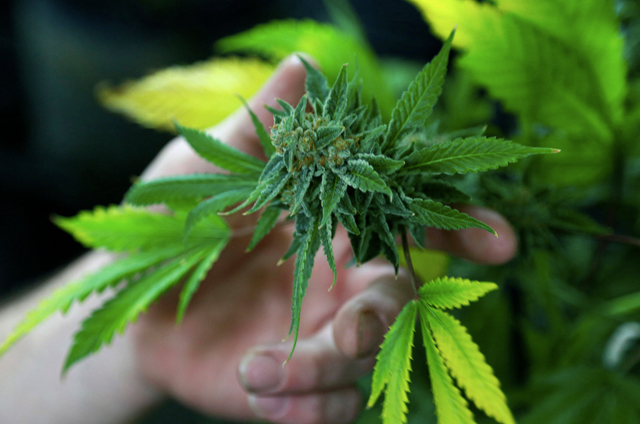 Marihuana, kanabis