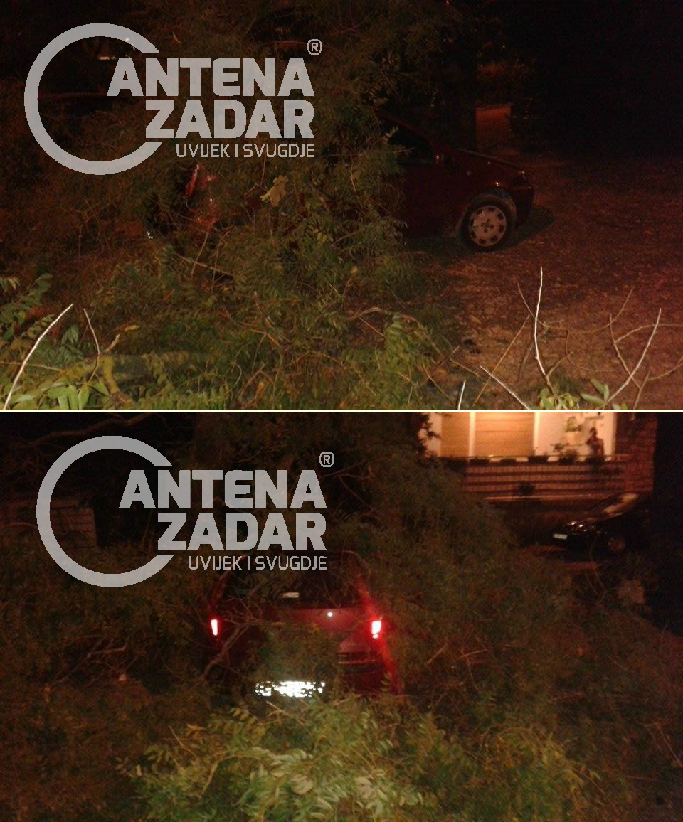 Stablo na automobilu Stjepana Radića 2015