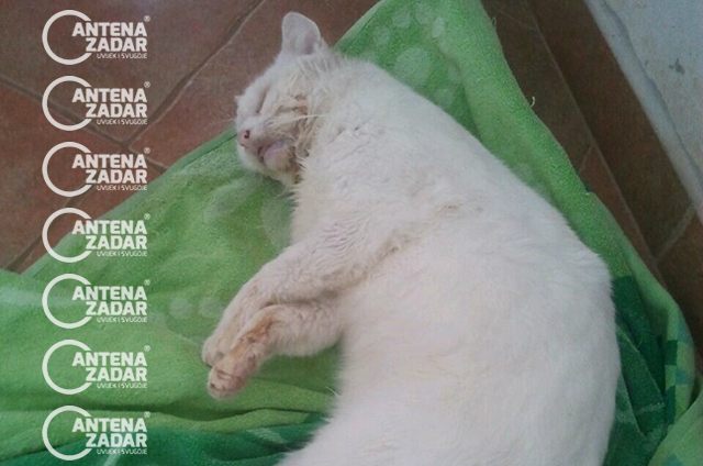 Otrovana mačka Bibinje 1
