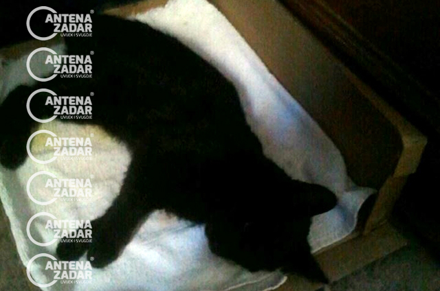 Otrovana mačka Bibinje 2