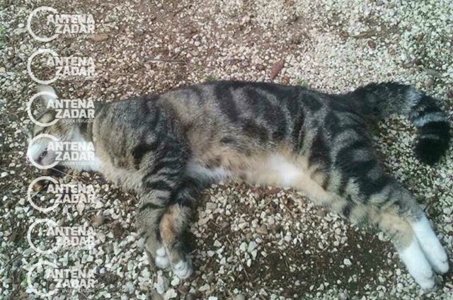 Otrovana mačka Bibinje 3
