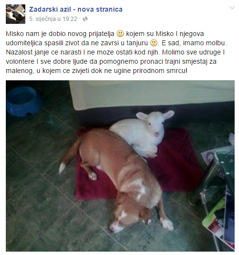 Janje i pas