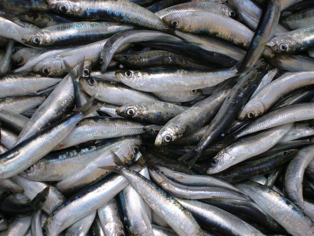 Inćuni, plava riba, ulov, ribolov, ribarstvo, koča, (Foto Ptičica)