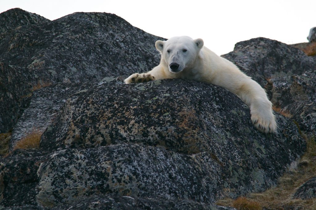 polarni-medvjed-arktik-sjeverni-pol-globalno-zatopljenje-zarapix-pixabay