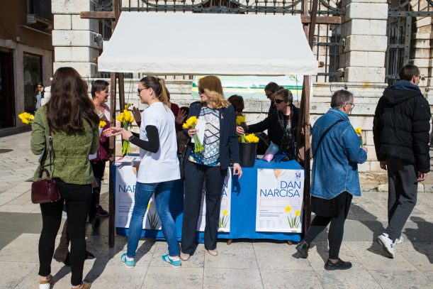 Dan narcisa (1)