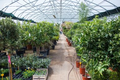 Vrtni centar Geront, Cvijece, rasadnik7