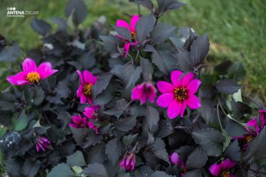 Cvijet zadra25