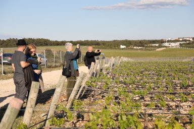 Kraljevski vonogradi