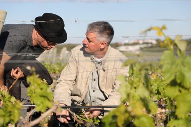 Kraljevski vonogradi