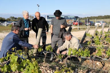 Kraljevski vonogradi