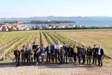 Kraljevski vonogradi