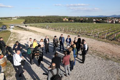 Kraljevski vonogradi