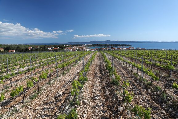 Kraljevski vonogradi