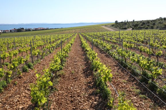 Kraljevski vonogradi