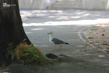 Ulicama moga grada 29.5. 13