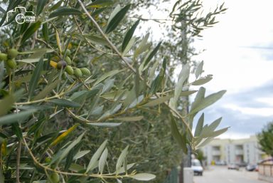 ulicama moga grada-15