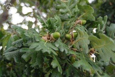 ulicama moga grada-19