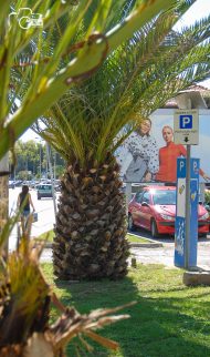 ulicama moga grada-30