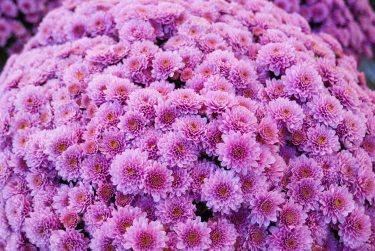 cvijece,svi sveti, dan mrtvih-17