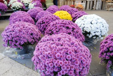 cvijece,svi sveti, dan mrtvih-18