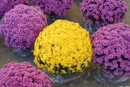 cvijece,svi sveti, dan mrtvih-19