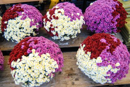 cvijece,svi sveti, dan mrtvih-20