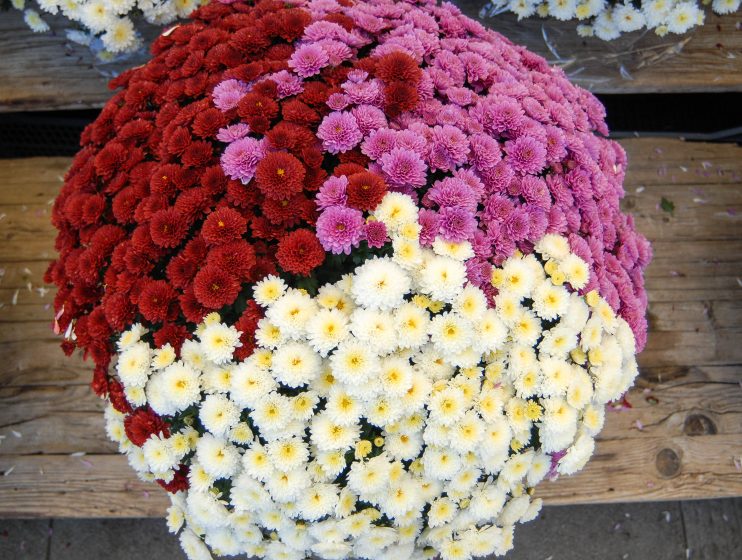 cvijece,svi sveti, dan mrtvih-21