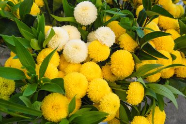 cvijece,svi sveti, dan mrtvih-6