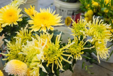 cvijece,svi sveti, dan mrtvih-7