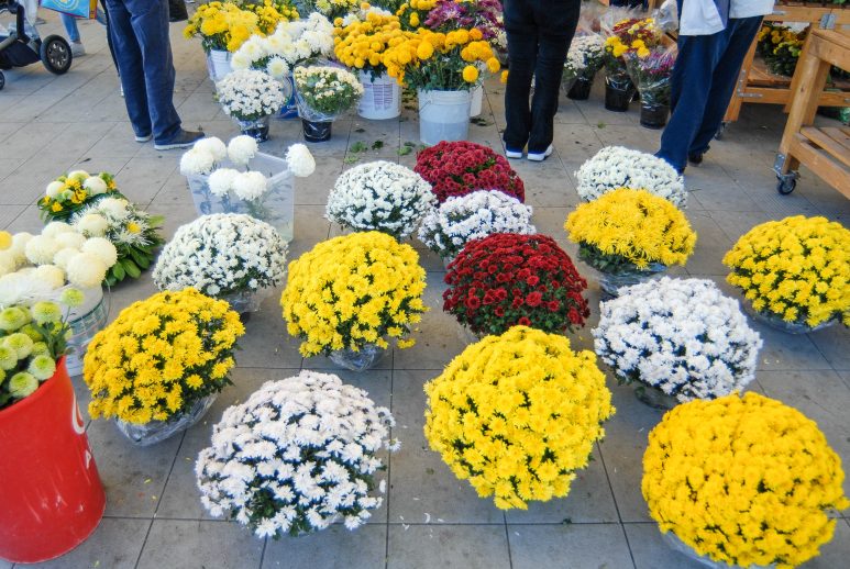cvijece,svi sveti, dan mrtvih