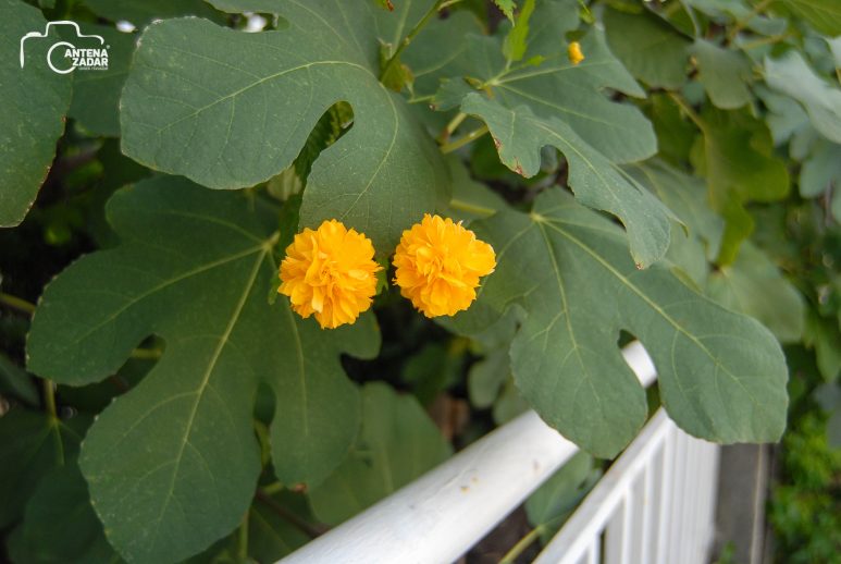 ulicama moga grada-10