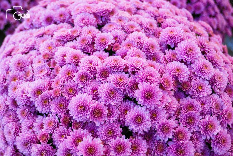 ulicama moga grada-15