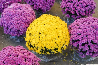 ulicama moga grada-16