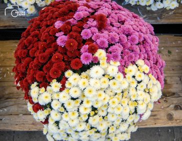 ulicama moga grada-17