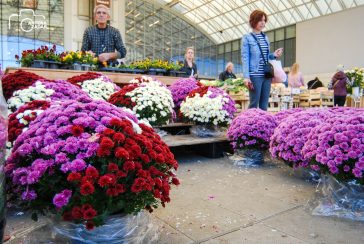 ulicama moga grada-18