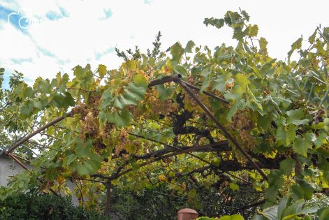 ulicama moga grada-19