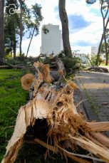 ulicama moga grada-2