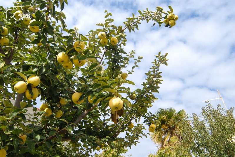 ulicama moga grada-20