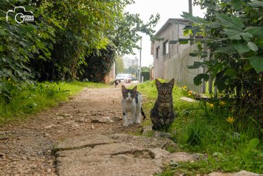 ulicama moga grada-24