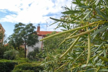 ulicama moga grada-25