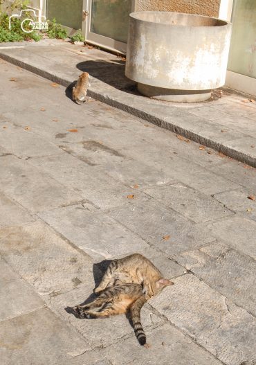 ulicama moga grada-27