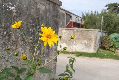 ulicama moga grada-29