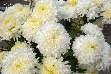 ulicama moga grada-34