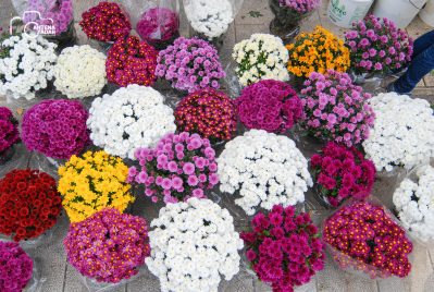 ulicama moga grada-36